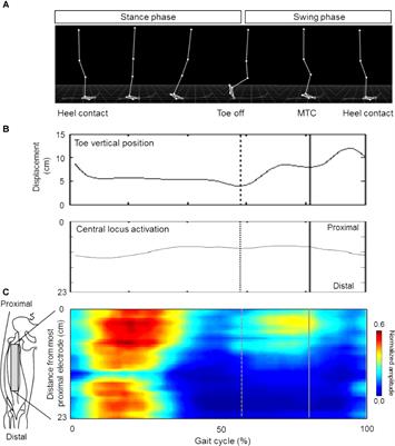 Relationship Between Toe Clearance Strategy and Regional Regulation of Rectus Femoris Muscle During Swing Phase in Prolonged Walking in Young and Older Adults